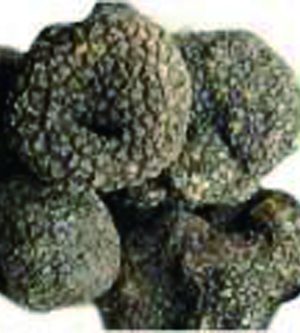 Black or White Truffle
