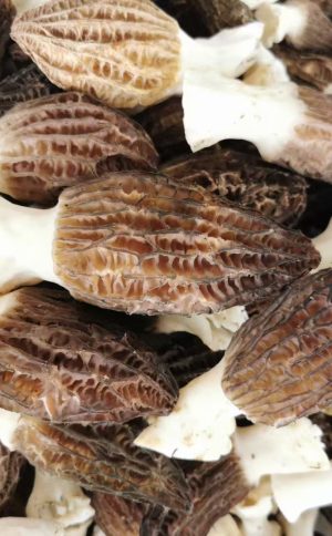 ‌Morel Mushroom