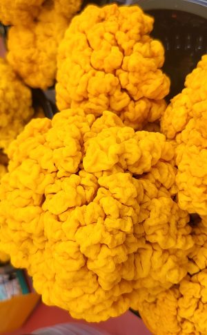 ‌Fresh Golden Ear Mushroom‌