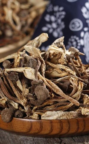 Lion's Mane Mushroom